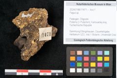 Foto (Objekt + Etikett) von Fagus sp. (NHMW-GEO-2024-0188-11471)